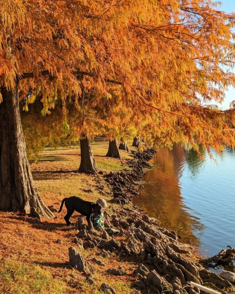 Fall in Allen, Texas