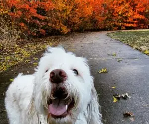 Dog on Trail