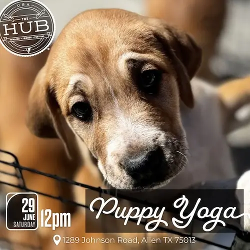 Puppy Yoga at The HUB