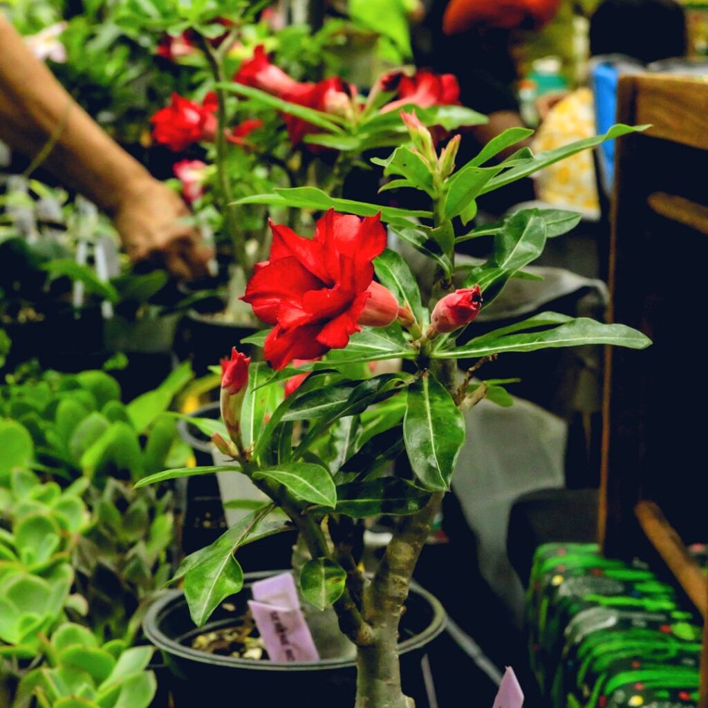 red flower in bloom at PlantCon