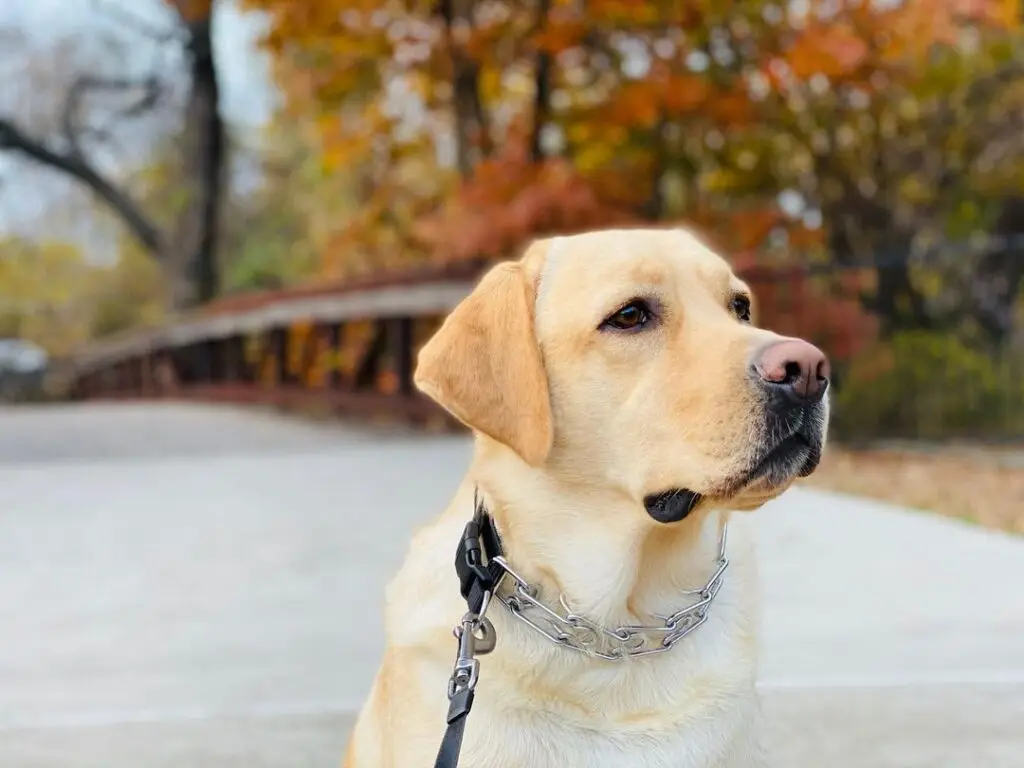 Yellow Labrador retriever sitting among fallen autumn leaves on a wooded trail in Allen, Texas.