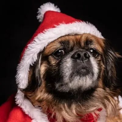 Little dog in funny Christmas costume