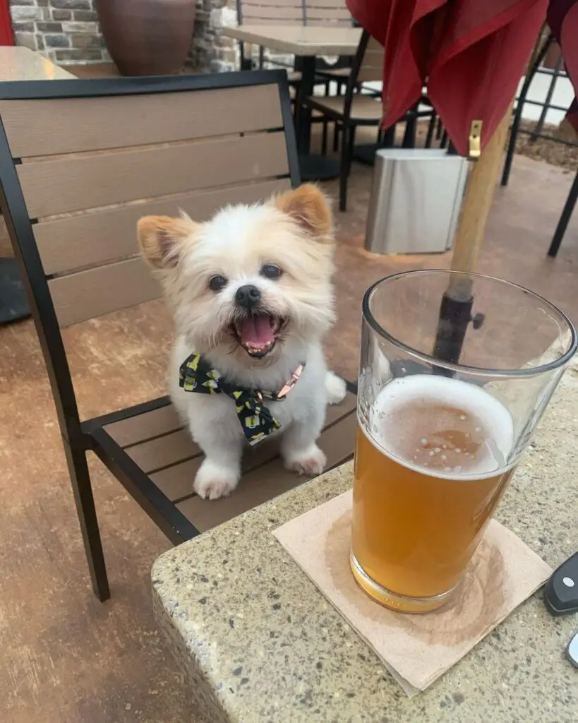 Small dog sitting on a chair next to a glass of beer on a restaurant patio in Allen, Texas.