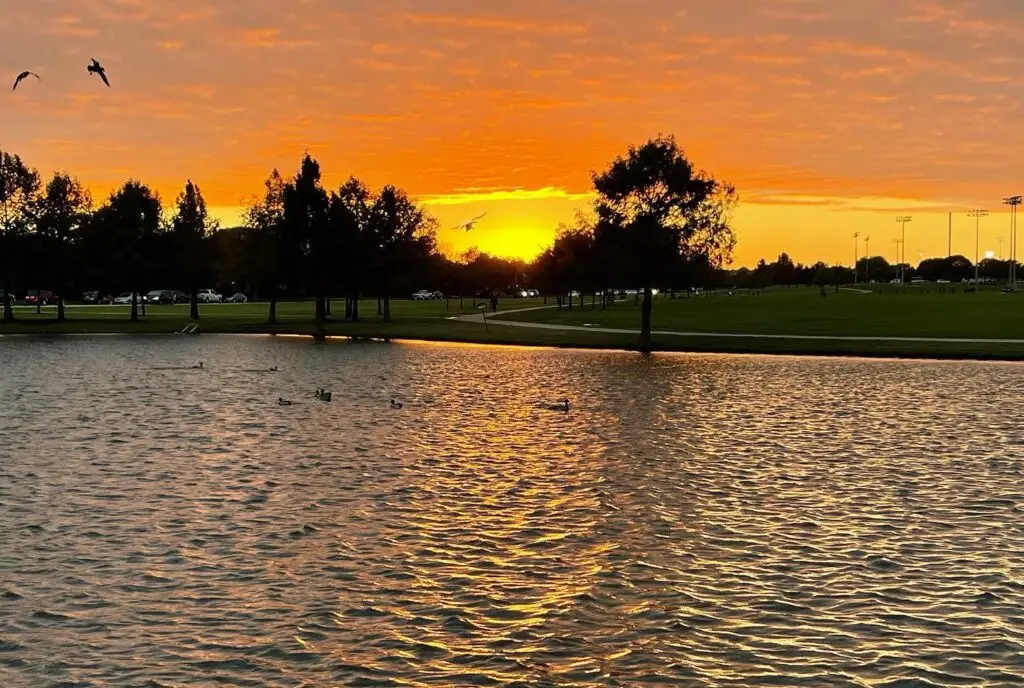 Sunset over the pond at Celebration Park in Allen, Texas, with ducks on the water, birds flying overhead, and the park's open green space reflecting the evening sky.