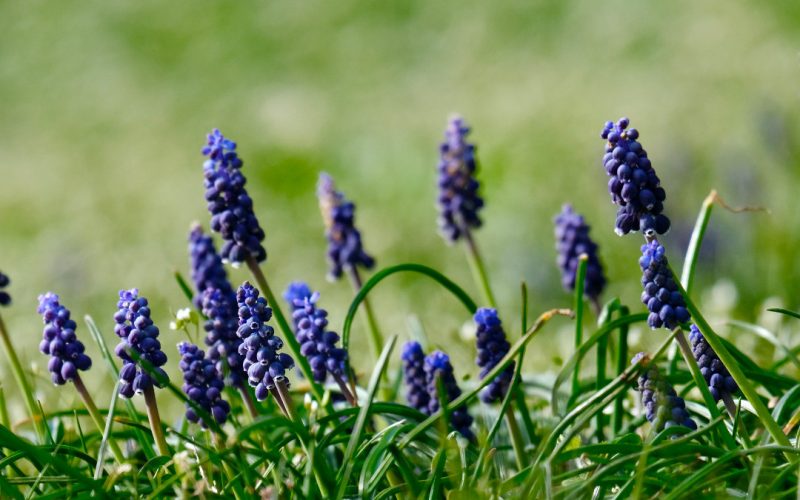 Blue Bonnets