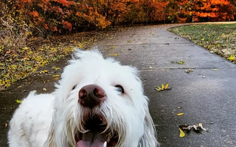 Dog on Trail